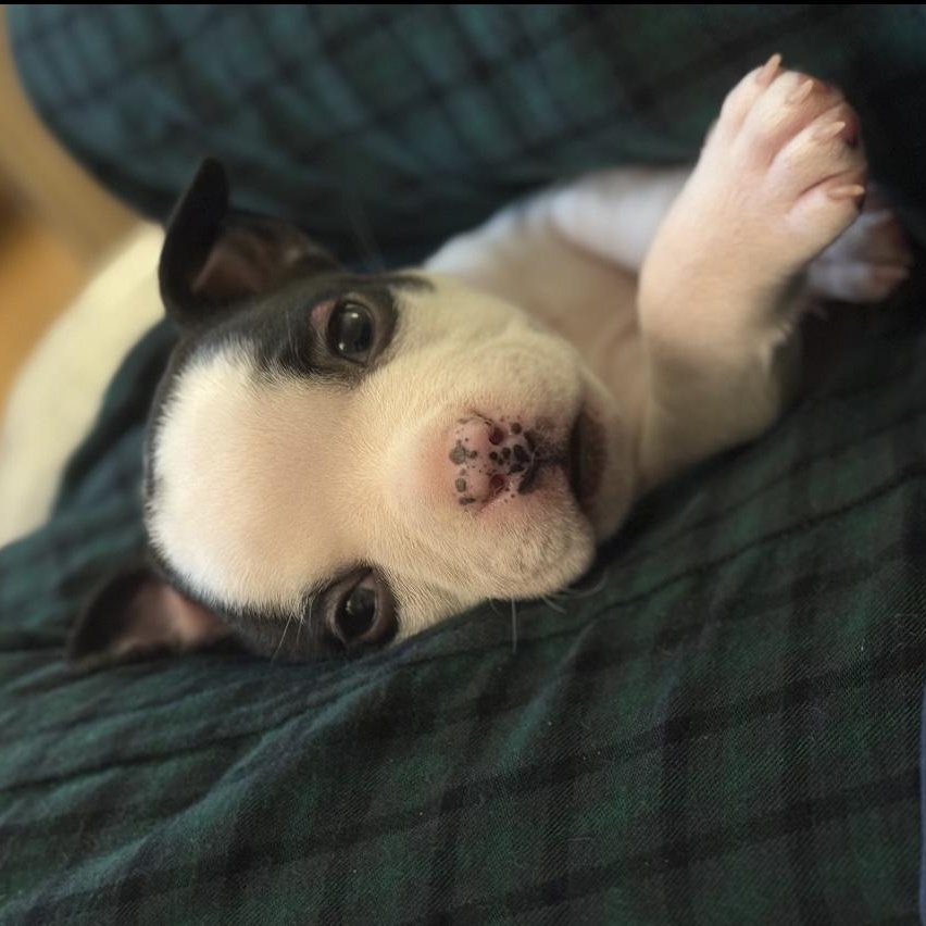 Edison, a ADOPTABLE mixed breed in Rochester, NY image 3/4