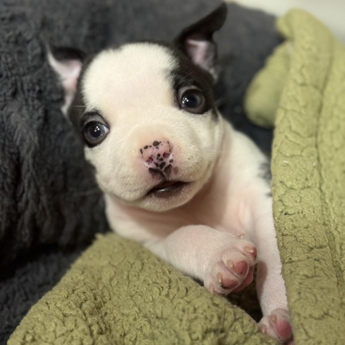 Edison, ADOPTABLE, Puppy Male American Bully.