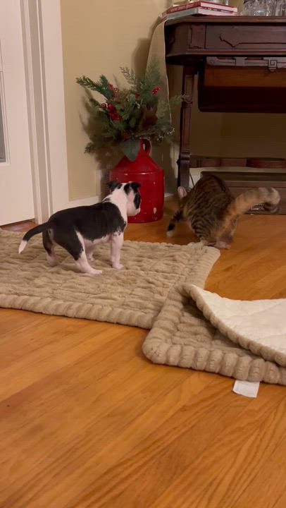 Enlarge Edison, a ADOPTABLE mixed breed in Rochester, NY video 4/4