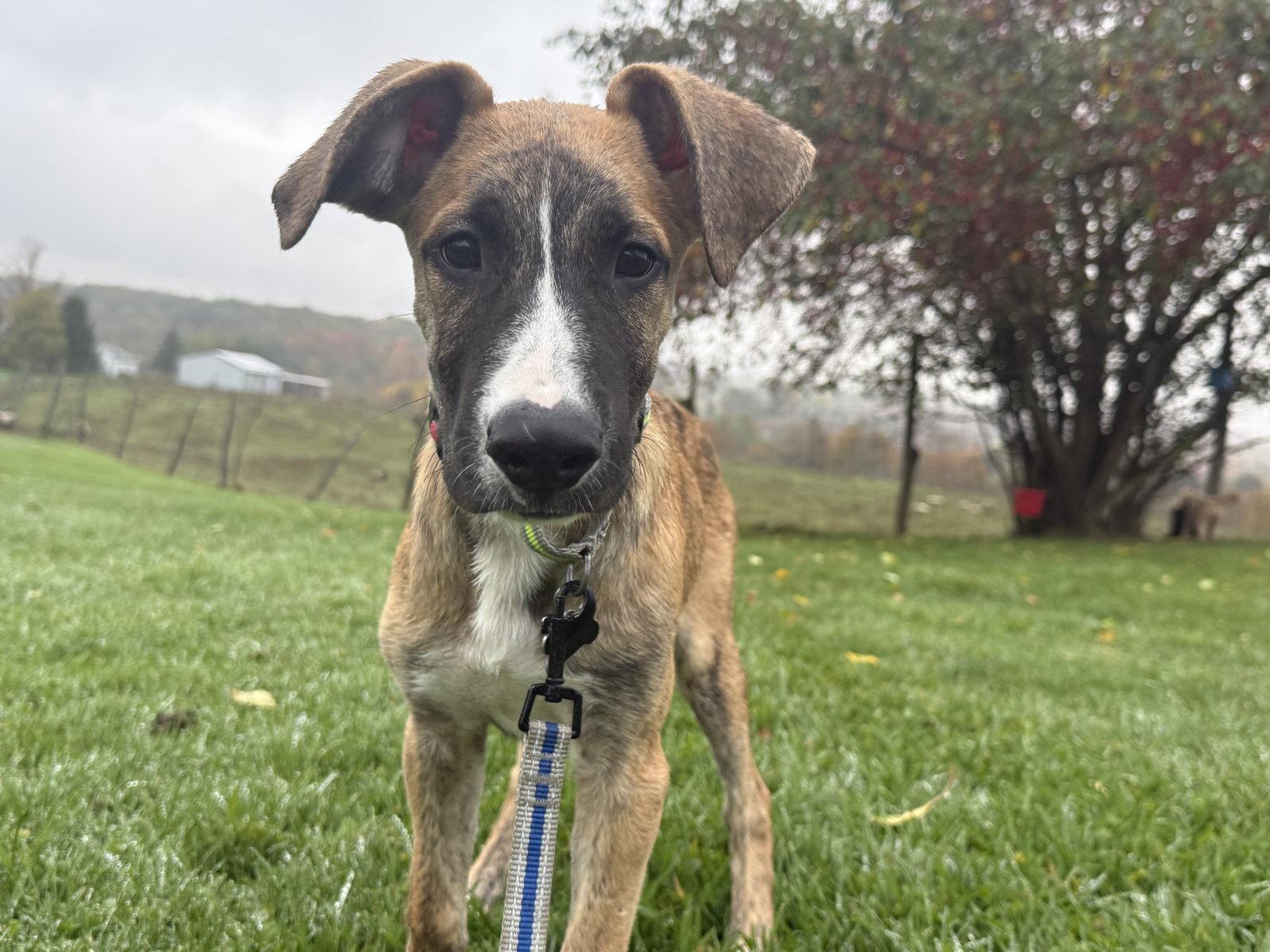 Enlarge Iko, a Adoptable Shepherd in Springville, NY image 2/3