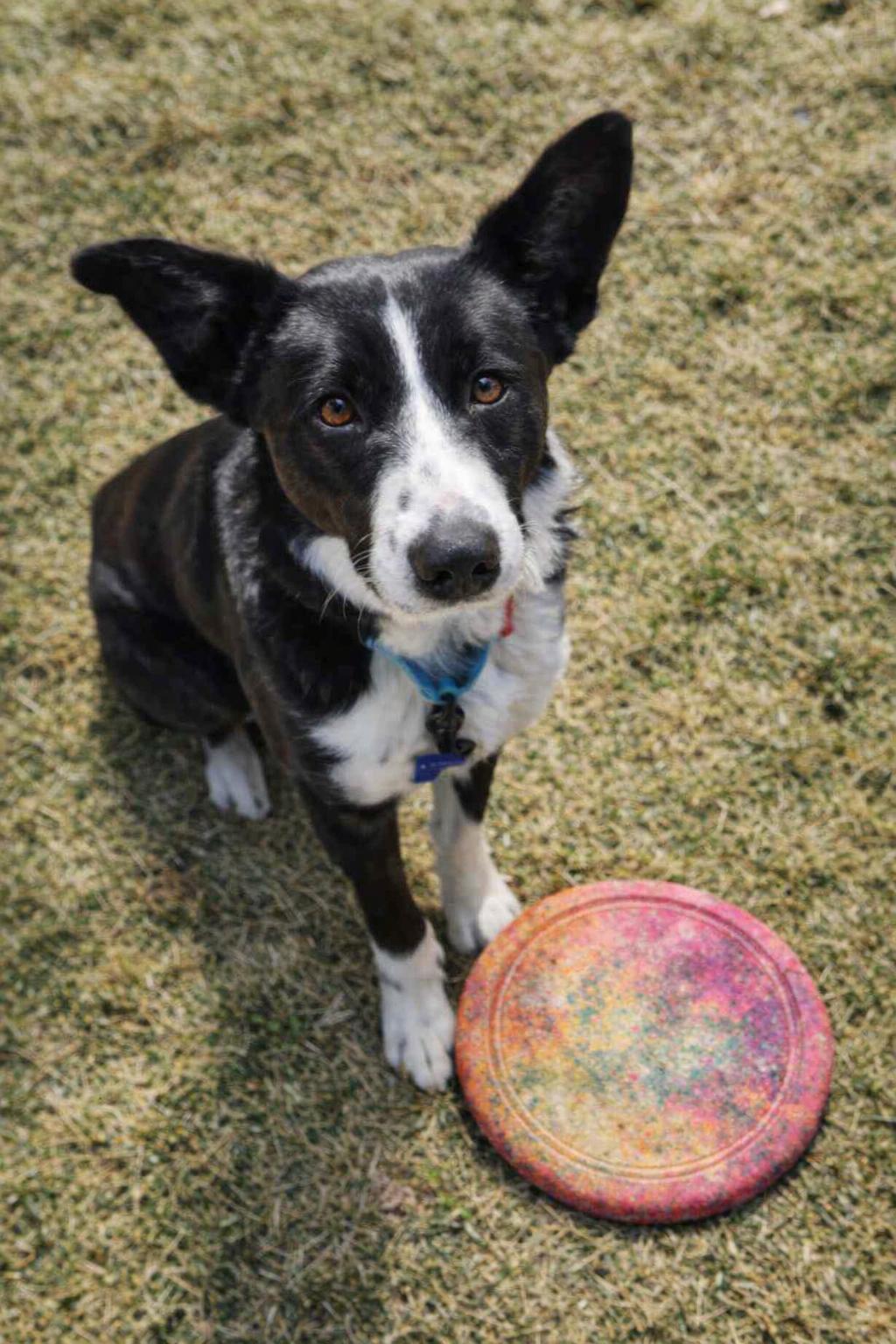 Lando, ADOPTABLE, Young Male Border Collie.