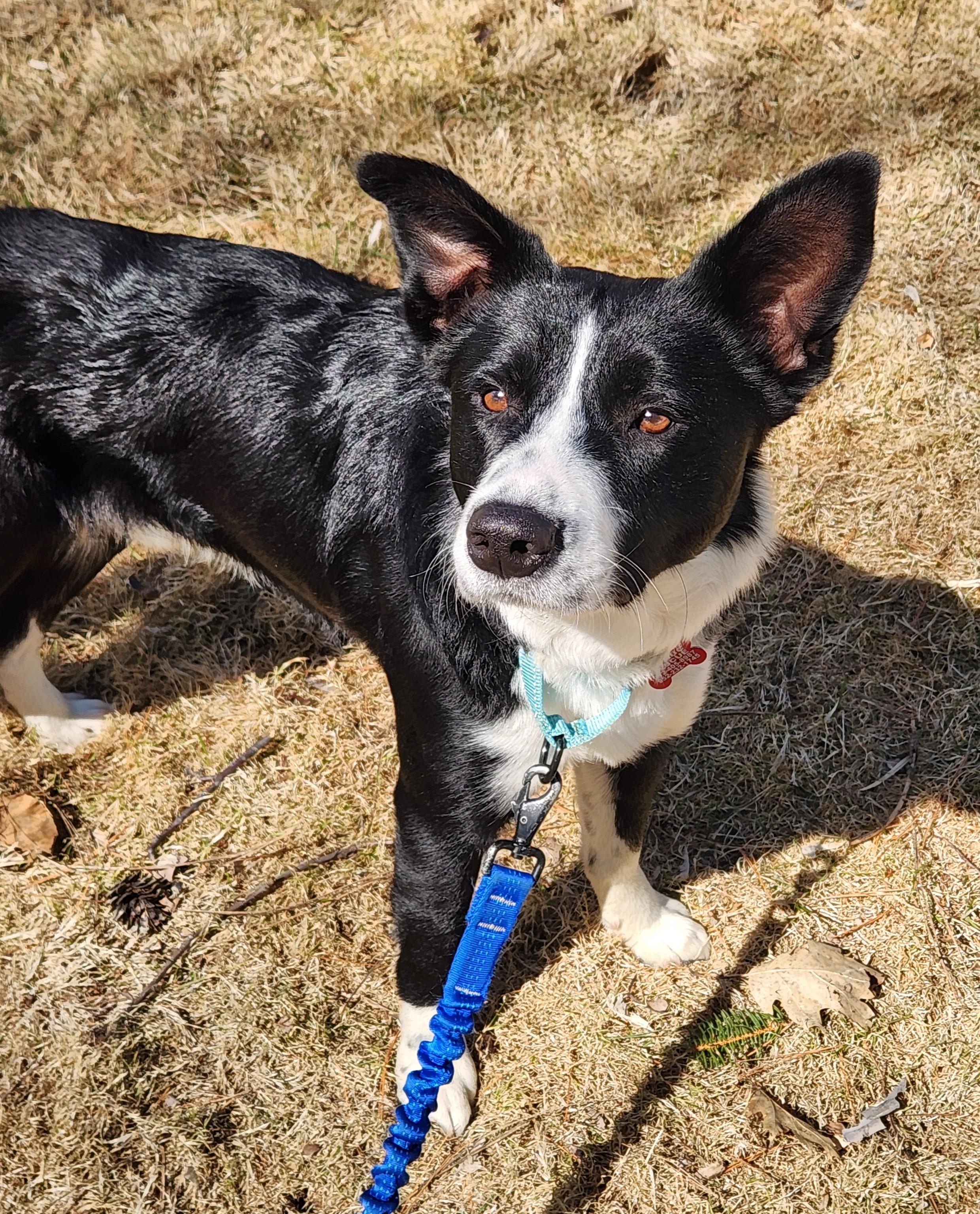 Enlarge Lando - adopted!, an adopted mixed breed in Minneapolis, MN image 2/5