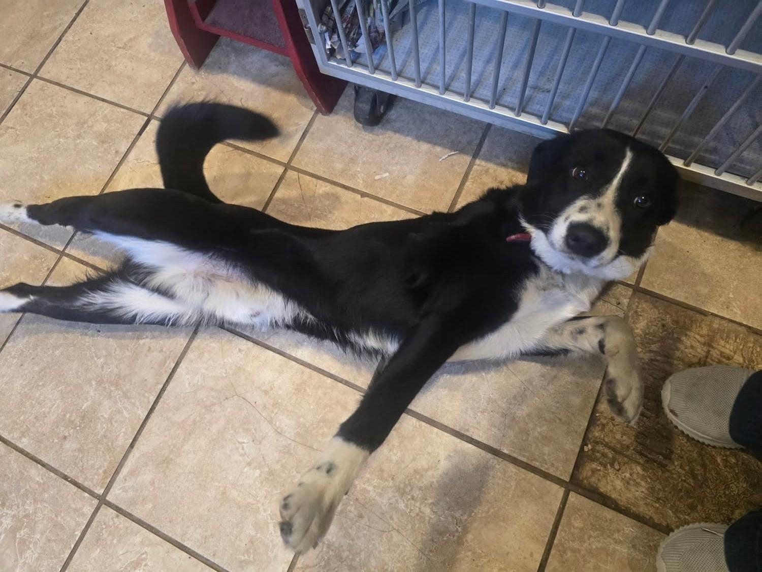 Enlarge Lando - adopted!, an adopted mixed breed in Minneapolis, MN image 3/5
