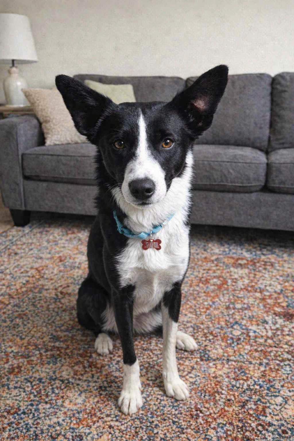 Enlarge Lando - adopted!, an adopted mixed breed in Minneapolis, MN image 5/5