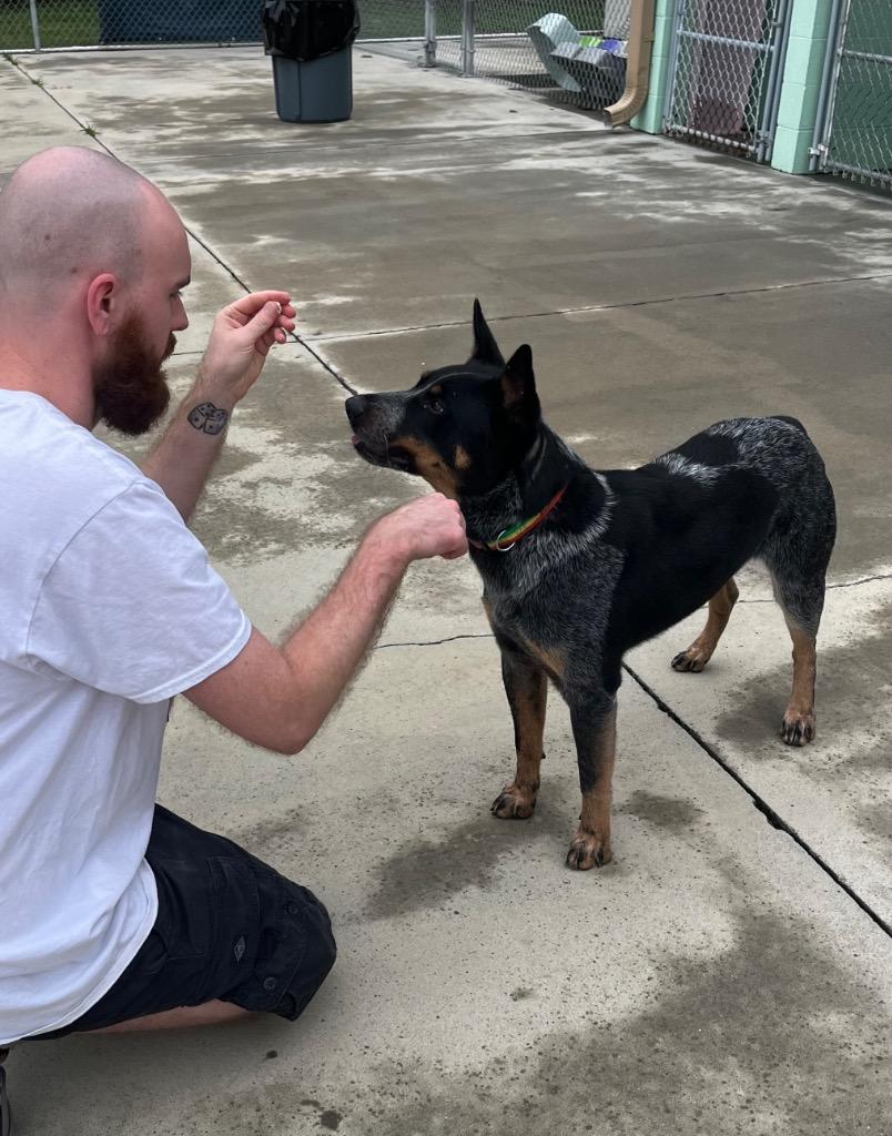 Dover, Adoptable, Adult Male Australian Cattle Dog / Blue Heeler.