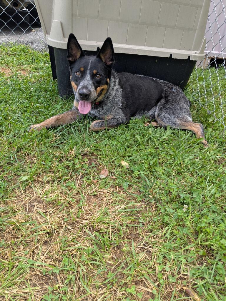 Dover, a Adoptable Australian Cattle Dog / Blue Heeler in Blountville, TN image 3/6