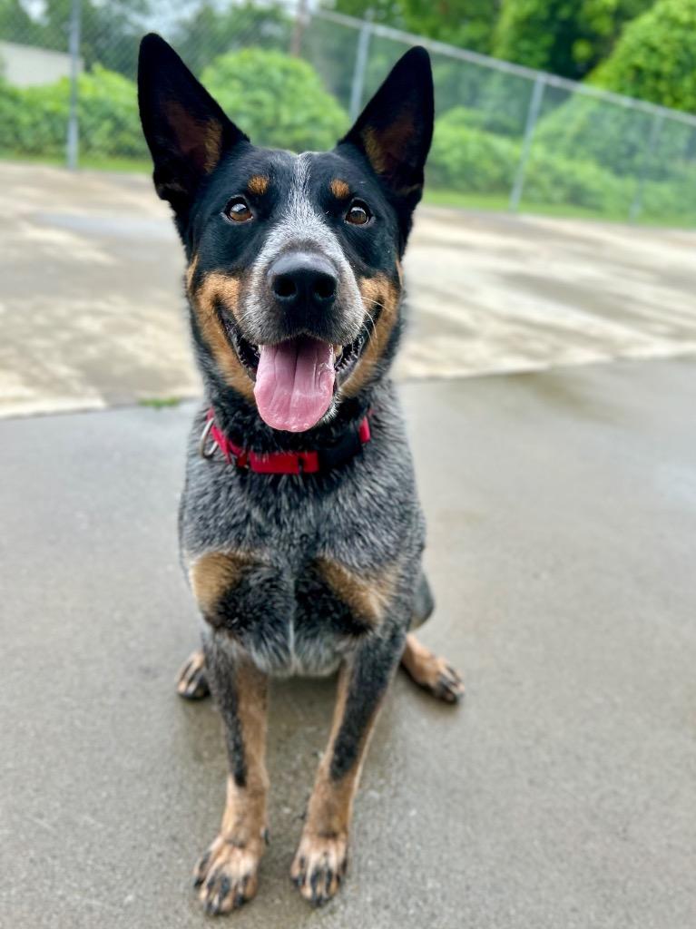 Enlarge Dover, a Adoptable Australian Cattle Dog / Blue Heeler in Blountville, TN image 3/6