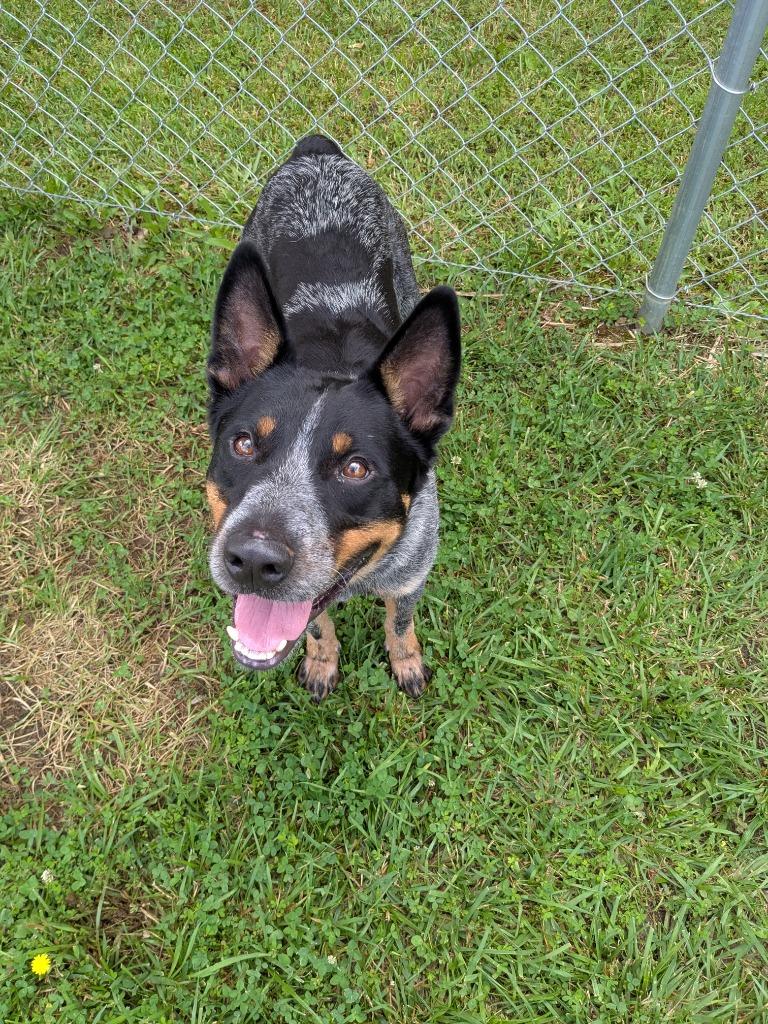 Dover, a Adoptable Australian Cattle Dog / Blue Heeler in Blountville, TN image 4/6