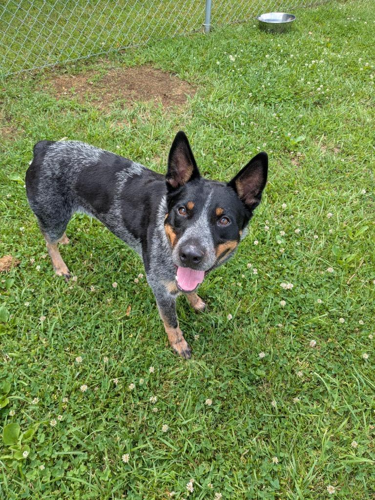 Enlarge Dover, a Adoptable Australian Cattle Dog / Blue Heeler in Blountville, TN image 3/6