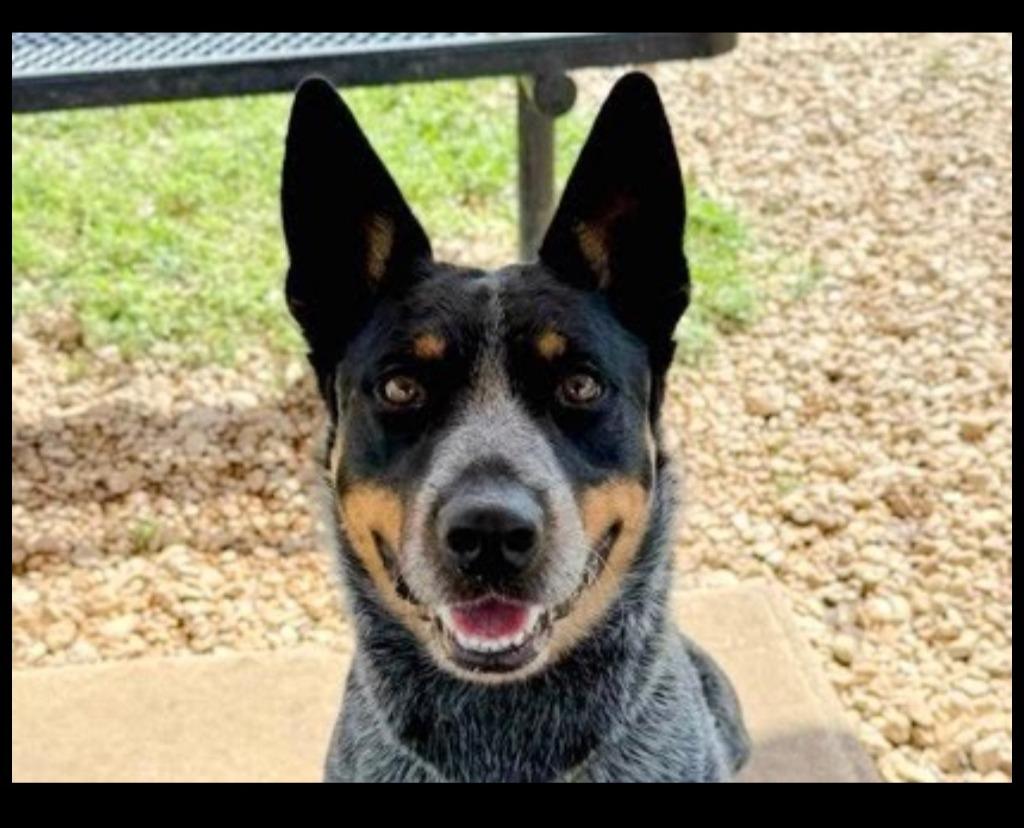 Enlarge Dover, a Adoptable Australian Cattle Dog / Blue Heeler in Blountville, TN image 5/6
