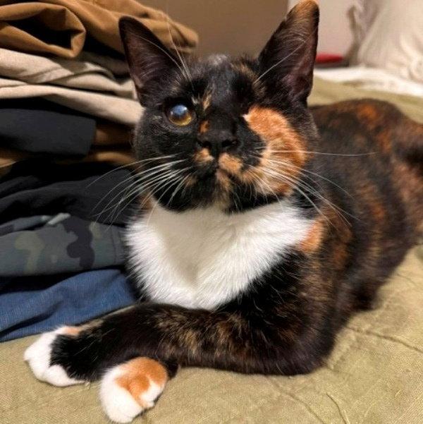 Ella, a Adoptable mixed breed in San Jose, CA image 1/3