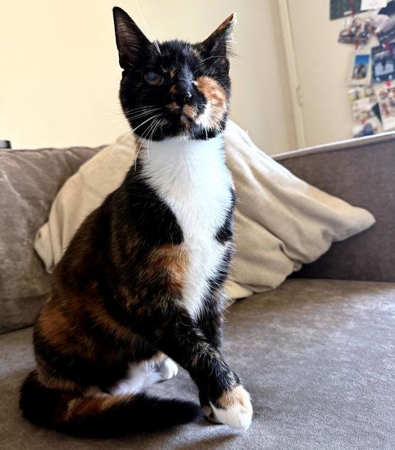 Enlarge Ella, a Adoptable mixed breed in San Jose, CA image 2/3