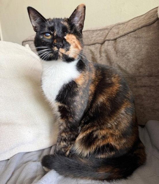 Enlarge Ella, a Adoptable mixed breed in San Jose, CA image 3/3