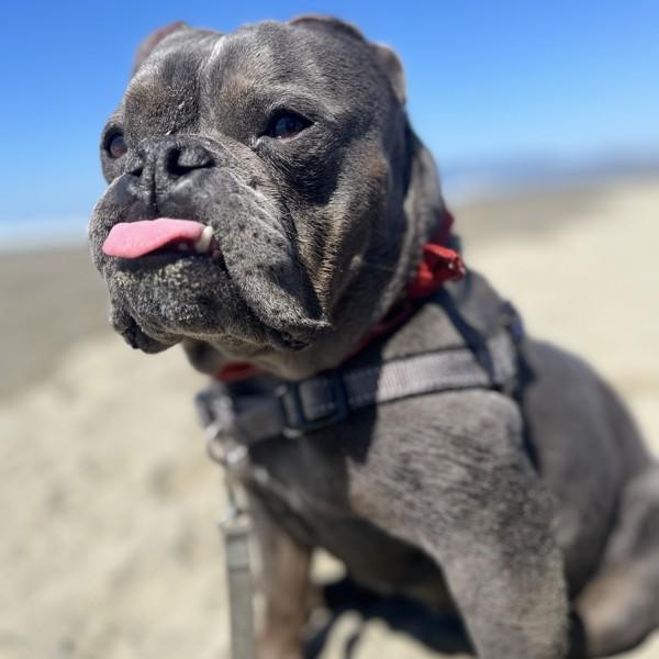 Enlarge Nala, a Adoptable mixed breed in Oakland, CA image 1/1