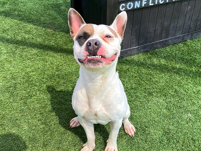 SPOT, Adoptable, Adult Male Staffordshire Bull Terrier & Mixed Breed.