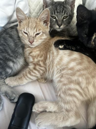 Winston — thumbnail 2