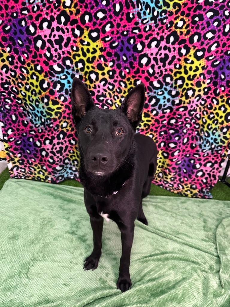 Lilly, Adoptable, Young Female German Shepherd Dog.