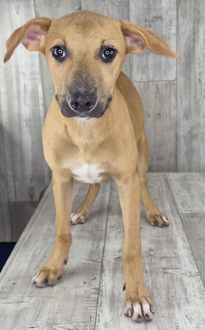 Enlarge Louis, a Adoptable mixed breed in Shreveport, LA image 1/3