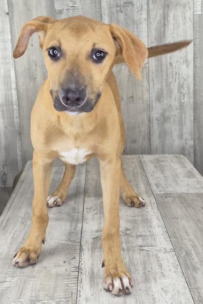 Enlarge Louis, a Adoptable mixed breed in Shreveport, LA image 2/3