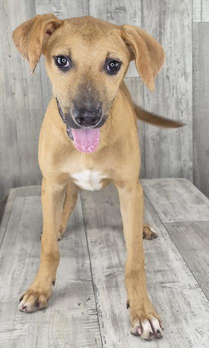 Enlarge Louis, a Adoptable mixed breed in Shreveport, LA image 3/3