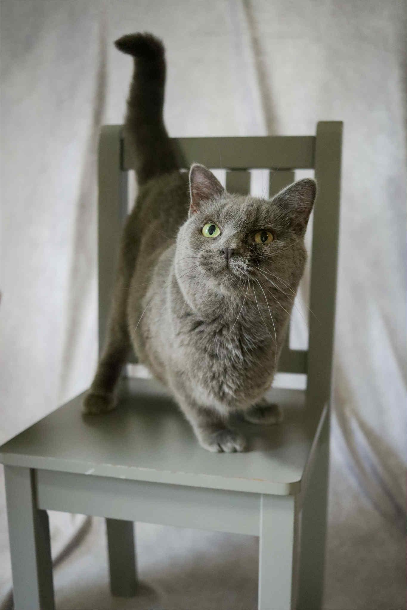 Roxanna, a Adoptable Domestic Short Hair in Cosby, TN image 6/6