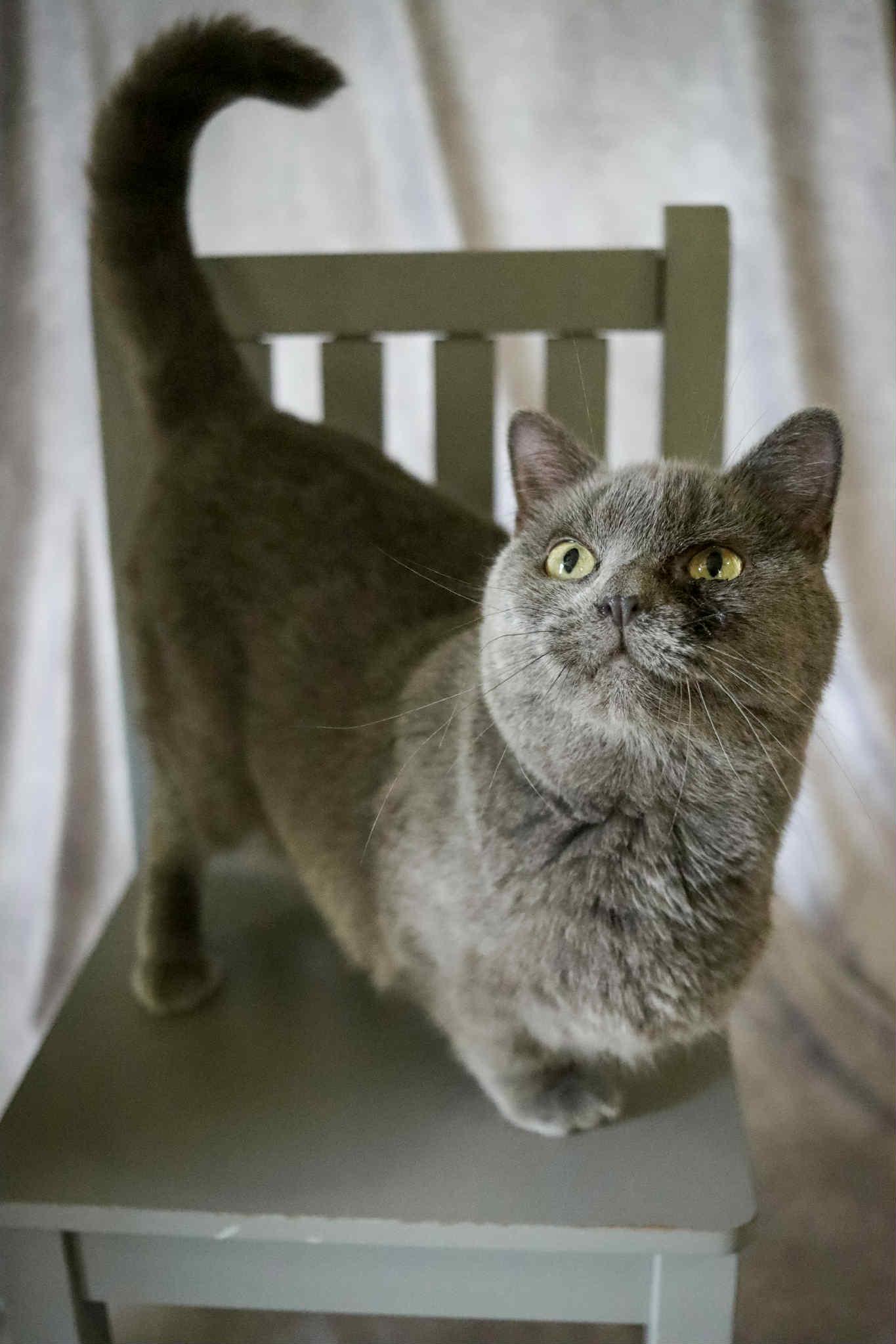 Roxanna, Adoptable, Adult Female Domestic Short Hair.