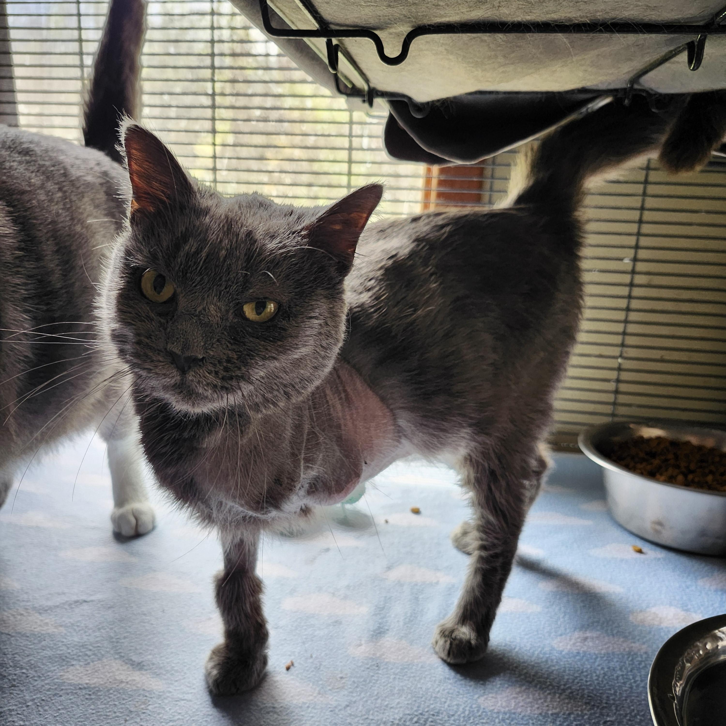 Roxanna, a Adoptable Domestic Short Hair in Cosby, TN image 3/6