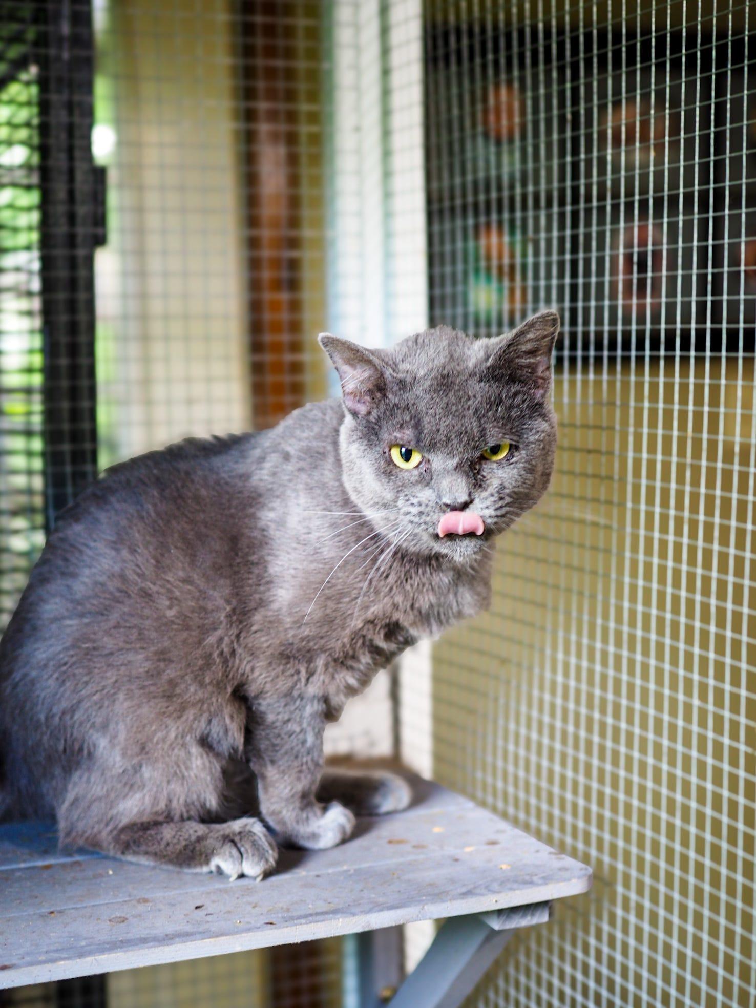 Roxanna, a Adoptable Domestic Short Hair in Cosby, TN image 4/6