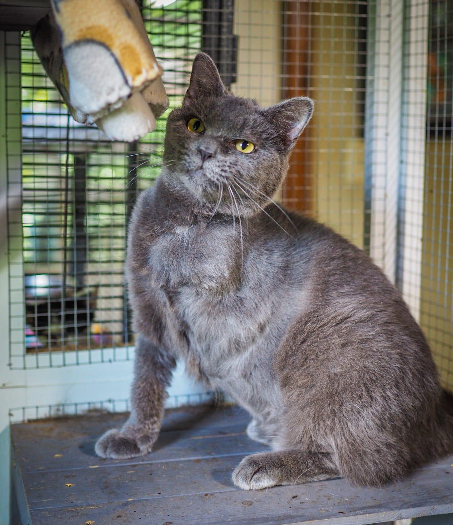 Roxanna, a Adoptable Domestic Short Hair in Cosby, TN image 5/6