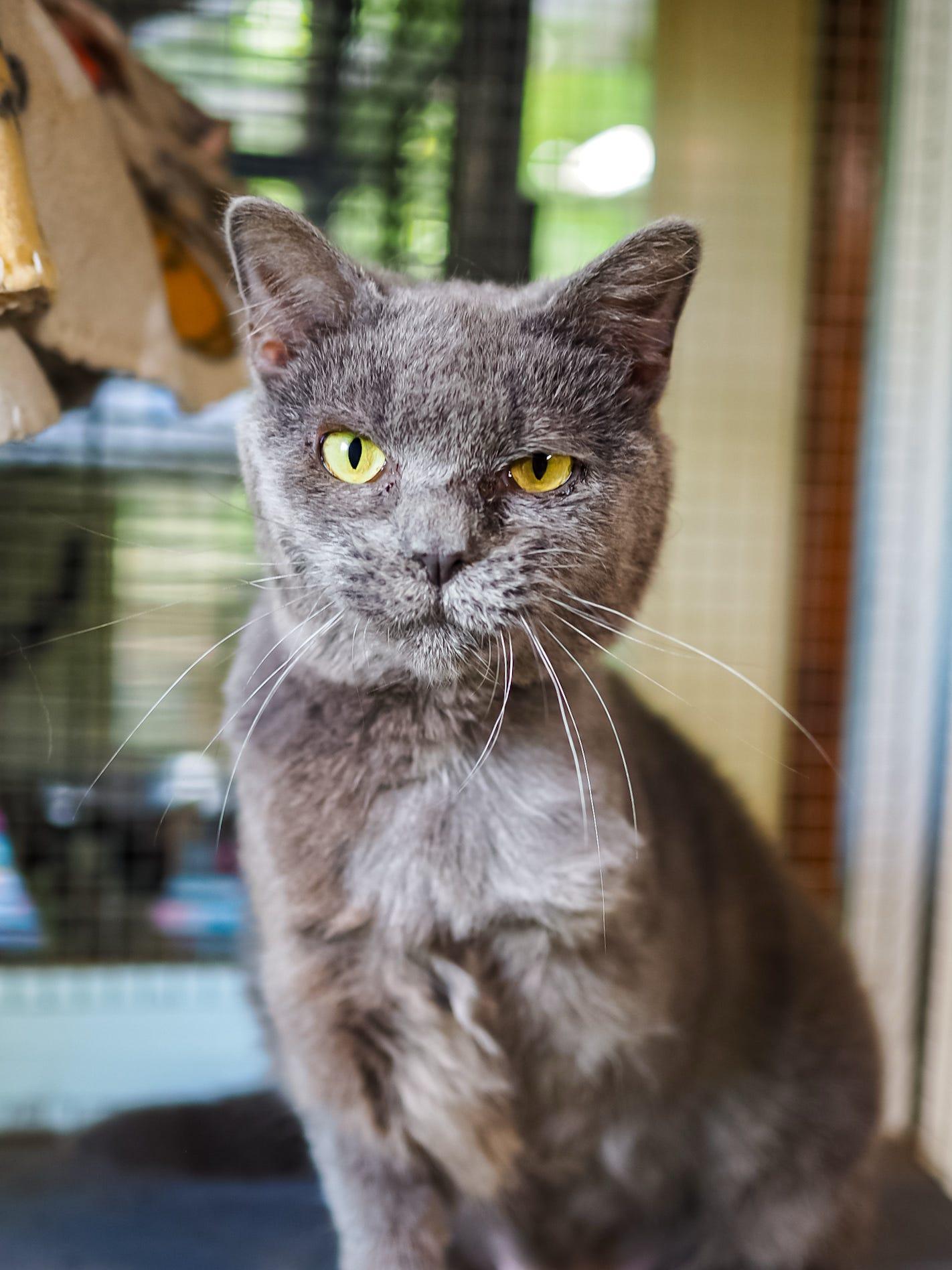Roxanna, a Adoptable Domestic Short Hair in Cosby, TN image 2/6