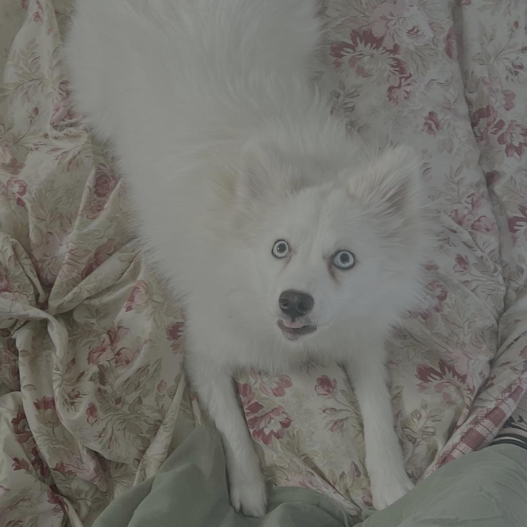 Tindra, a Adoptable mixed breed in St. Paul, MN image 1/5