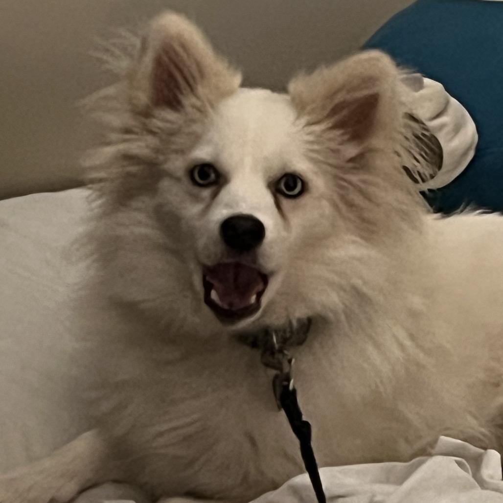 Tindra, a Adoptable mixed breed in St. Paul, MN image 2/5