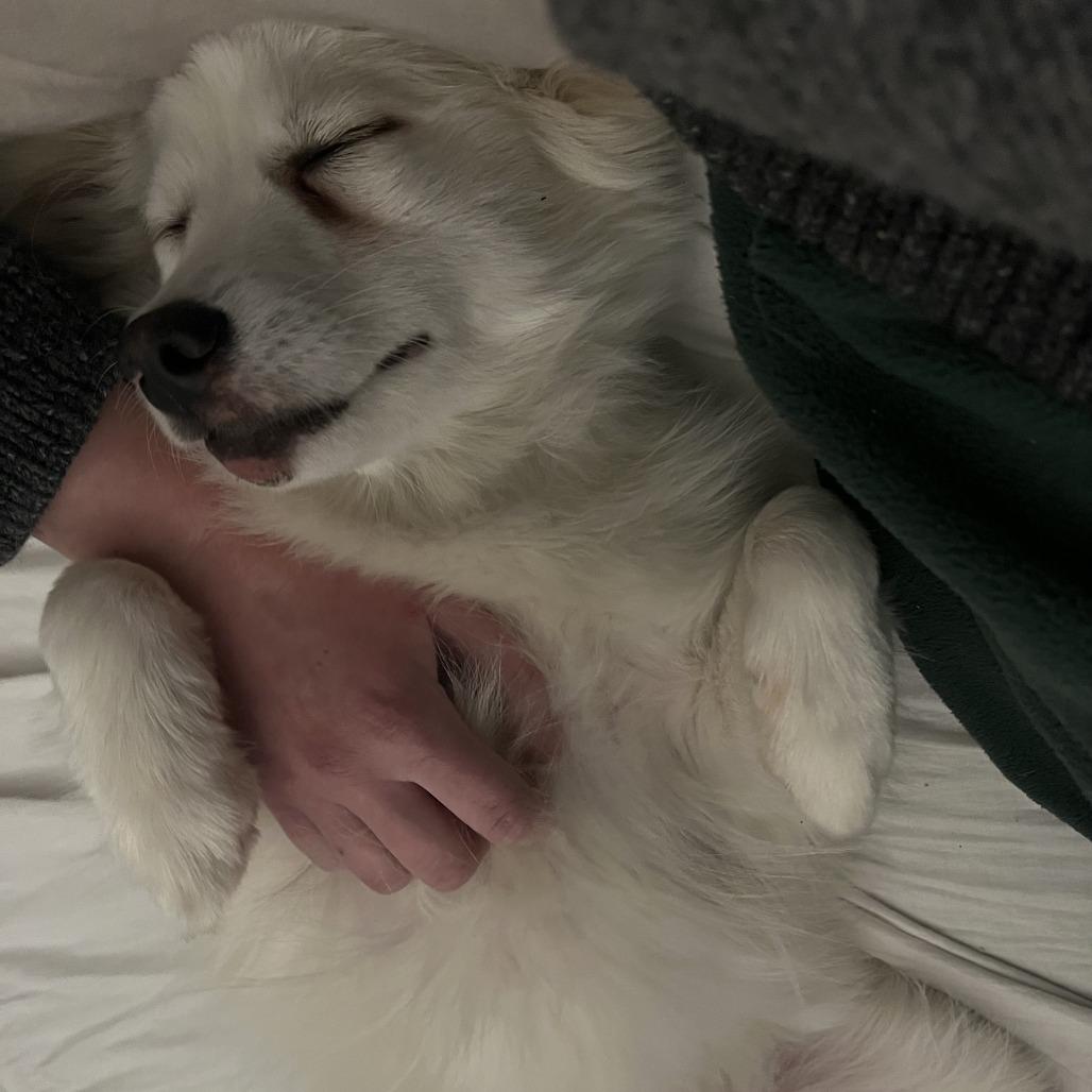 Tindra, a Adoptable mixed breed in St. Paul, MN image 3/5