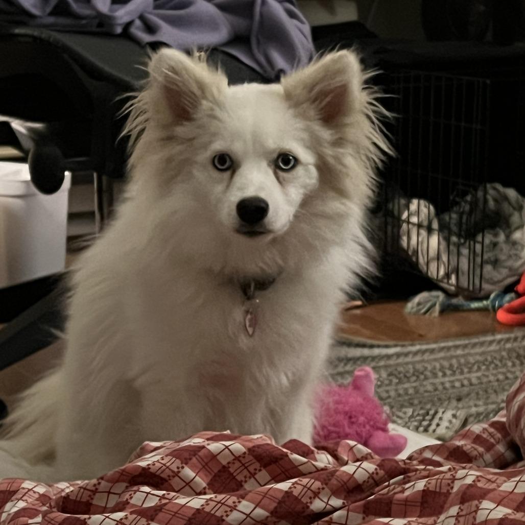 Tindra, a Adoptable mixed breed in St. Paul, MN image 4/5