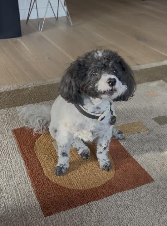 Zorro, an adoptable Havanese in Livermore, CA, 94551 | Photo Image 1