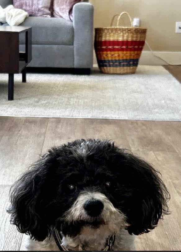 Zorro, an adoptable Havanese in Livermore, CA, 94551 | Photo Image 2