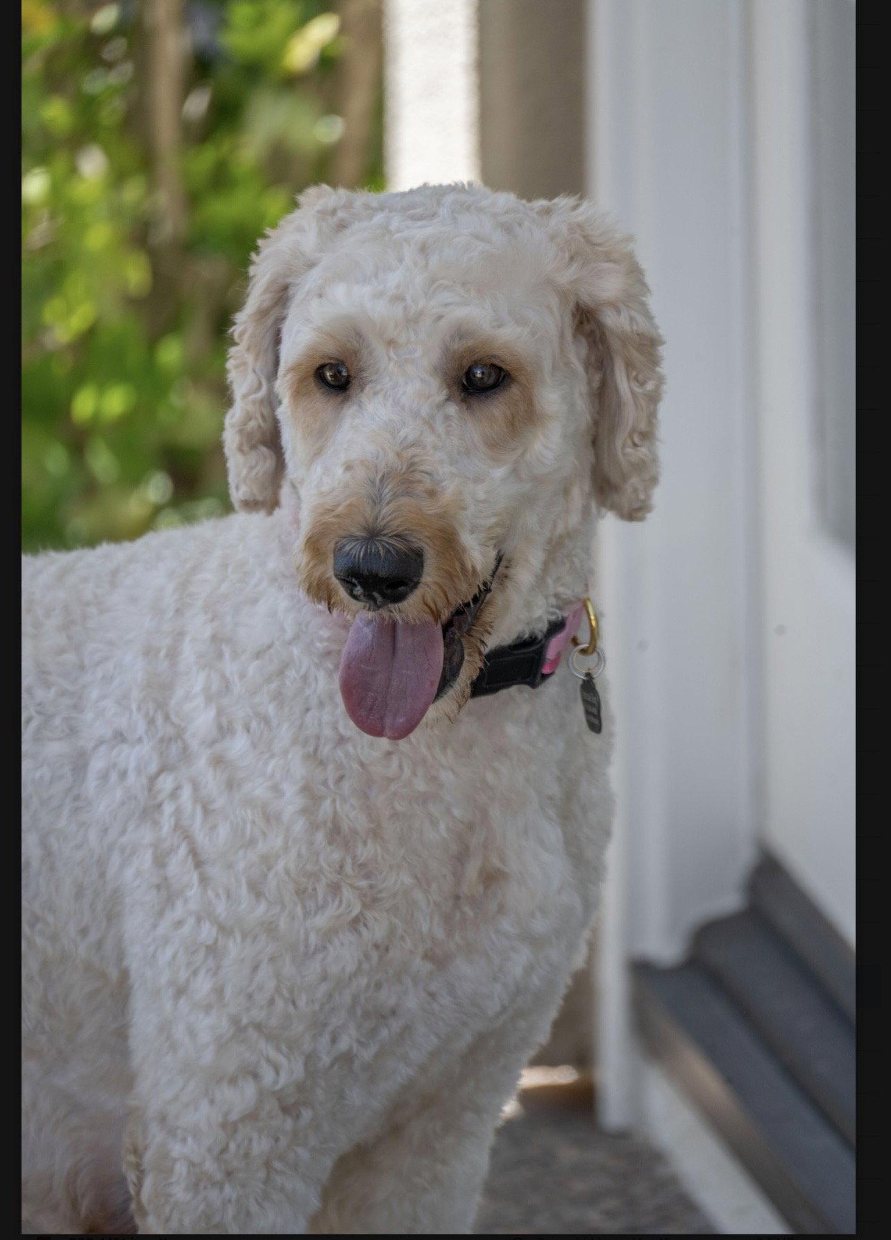 Amelia, a Adopted mixed breed in Orange, CA image 1/2