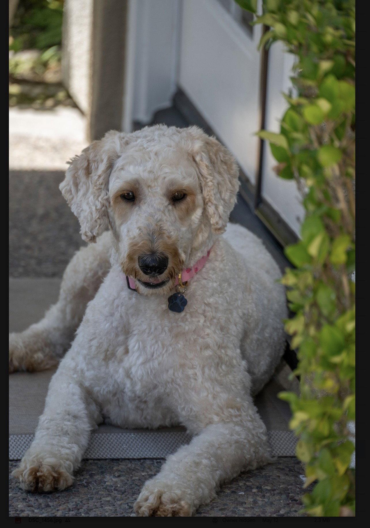 Amelia, a Adopted mixed breed in Orange, CA image 2/2
