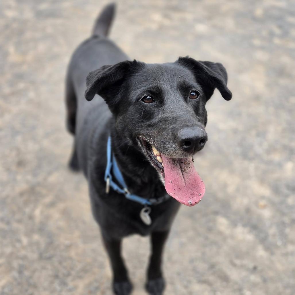 Zoey, Adoptable, Adult Female Flat-Coated Retriever.