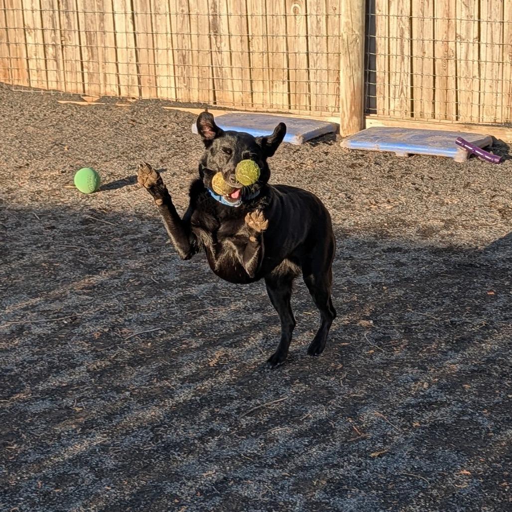 Enlarge Zoey, a Adoptable Flat-Coated Retriever in Quakertown, PA image 2/6
