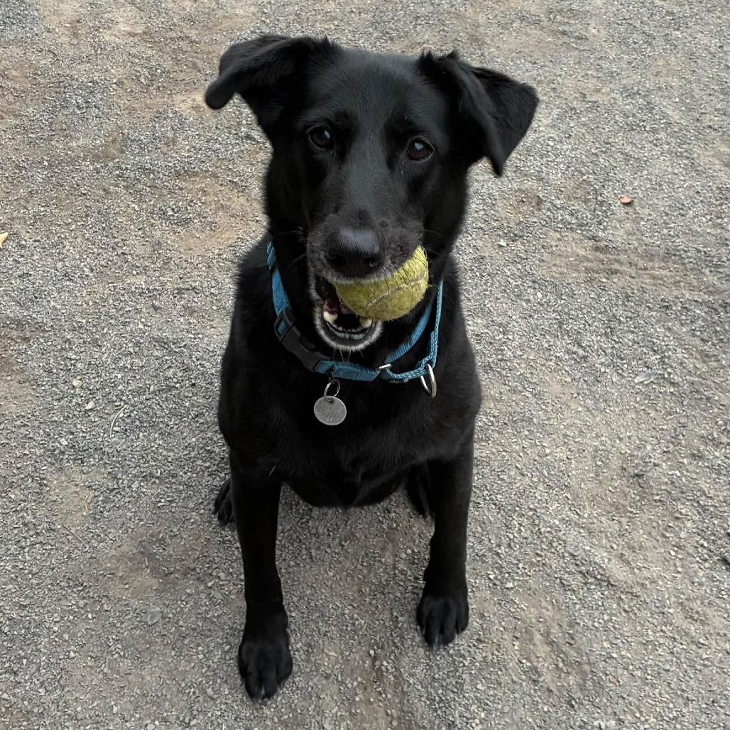 Enlarge Zoey, a Adoptable Flat-Coated Retriever in Quakertown, PA image 3/6