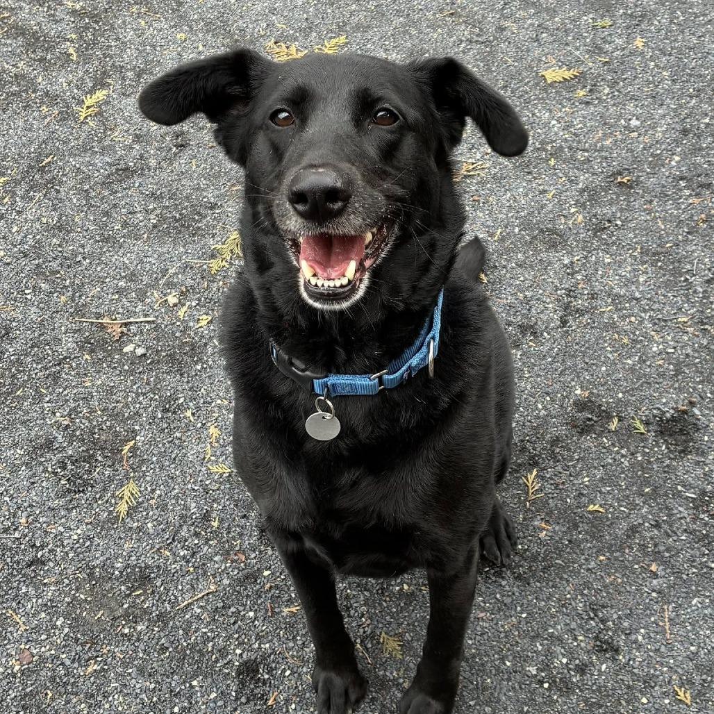 Zoey, Adoptable, Adult Female Flat-Coated Retriever.