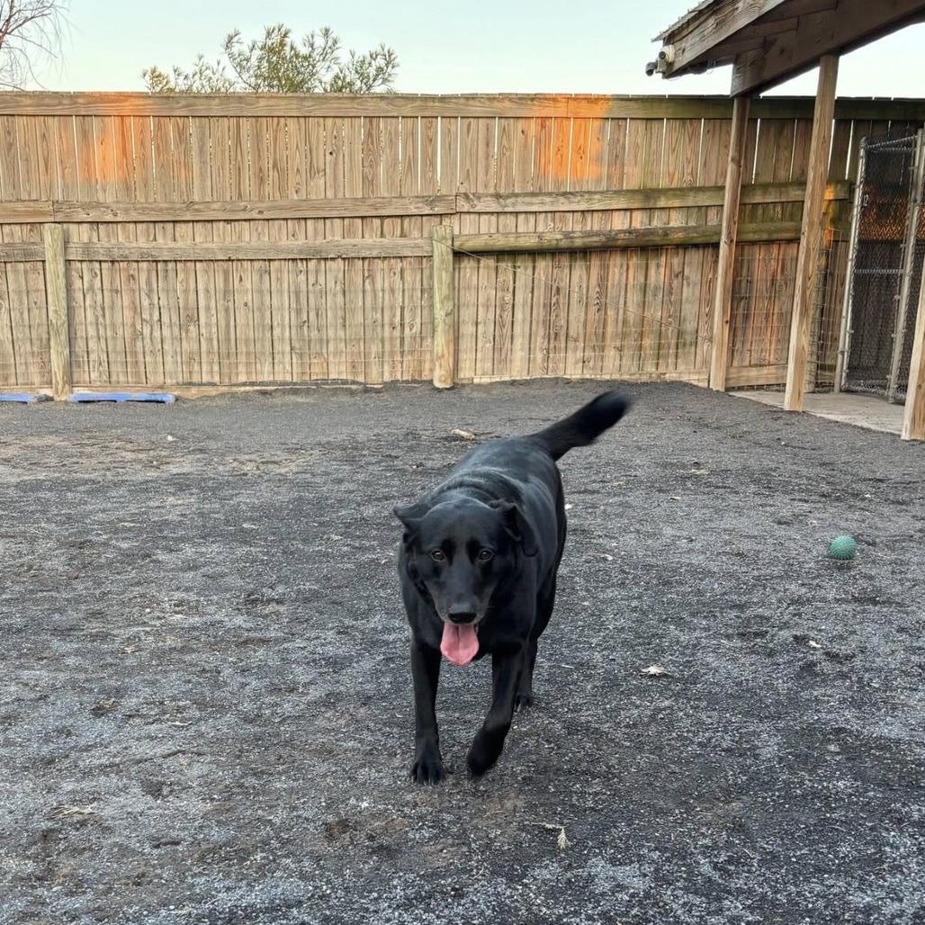 Enlarge Zoey, a Adoptable Flat-Coated Retriever in Quakertown, PA image 2/6