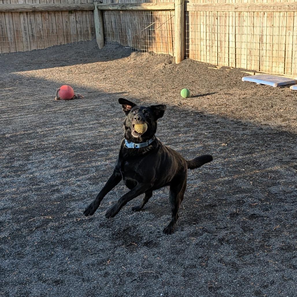 Enlarge Zoey, a Adoptable Flat-Coated Retriever in Quakertown, PA image 4/6