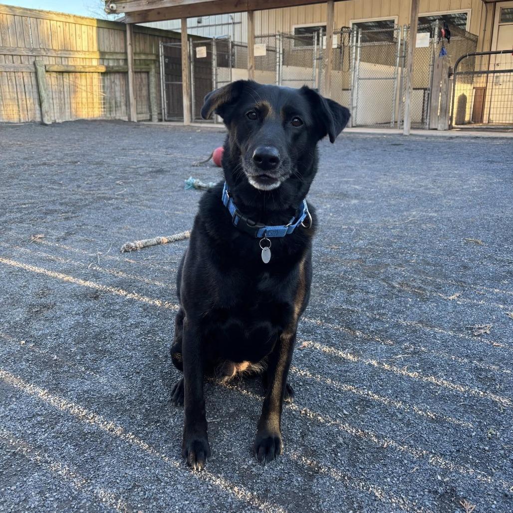 Enlarge Zoey, a Adoptable Flat-Coated Retriever in Quakertown, PA image 3/6