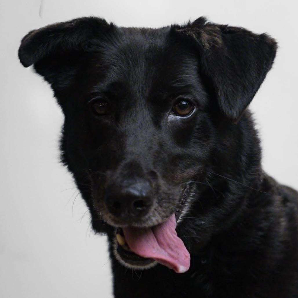 Enlarge Zoey, a Adoptable Flat-Coated Retriever in Quakertown, PA image 4/5