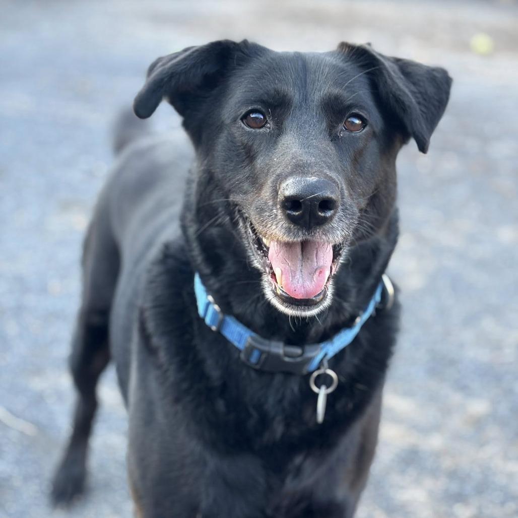 Enlarge Zoey, a Adoptable Flat-Coated Retriever in Quakertown, PA image 4/6