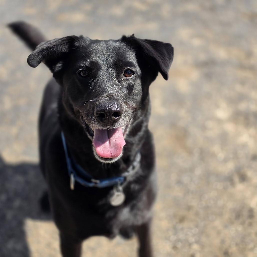 Enlarge Zoey, a Adoptable Flat-Coated Retriever in Quakertown, PA image 4/5