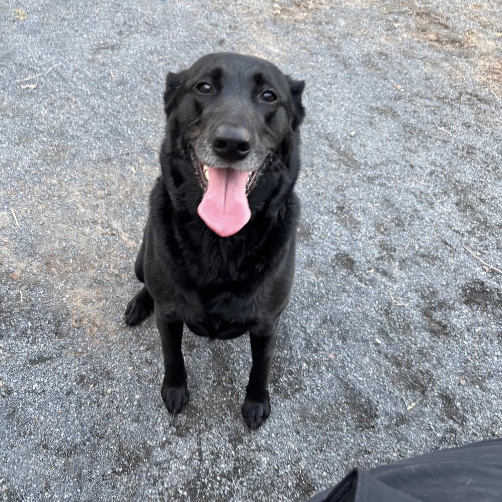 Enlarge Zoey, a Adoptable Flat-Coated Retriever in Quakertown, PA image 5/6