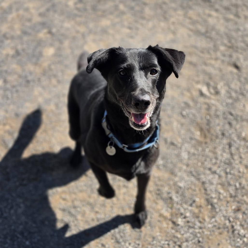 Enlarge Zoey, a Adoptable Flat-Coated Retriever in Quakertown, PA image 5/6